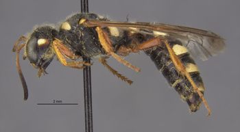 Media type: image;   Entomology 14706 Aspect: habitus lateral view